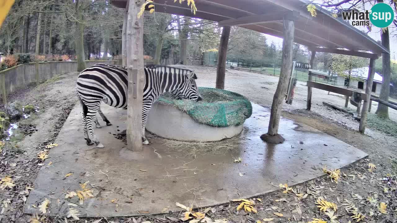 Zebre v živo v živalskem vrtu Ljubljana ZOO spletne kamere