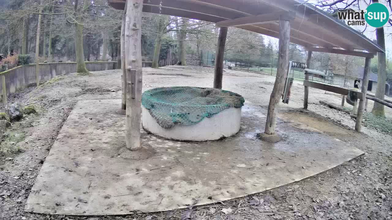 Web kamera uživo Zebras u ZOO Ljubljana – Slovenija