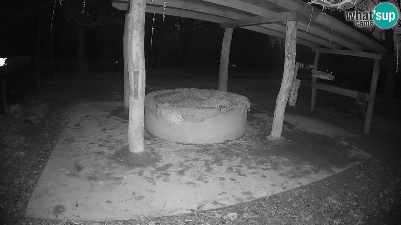 Le Zebre nello ZOO di Ljubljana – Slovenia Live webcam