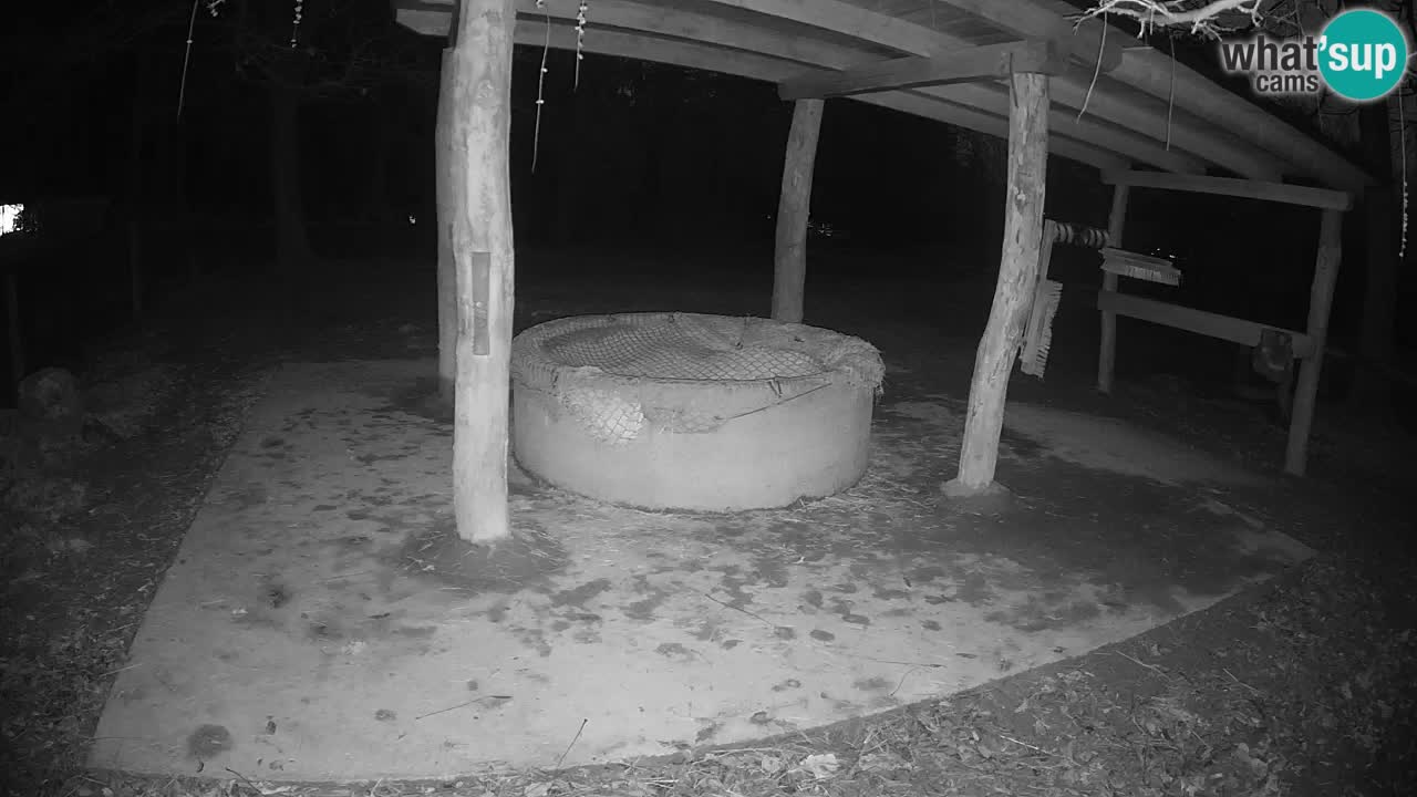 Le Zebre nello ZOO di Ljubljana – Slovenia Live webcam