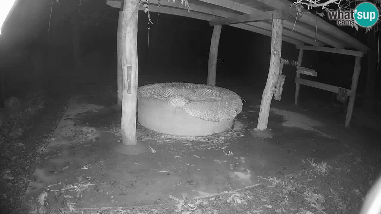 Camera en vivo Cebras in Ljubljana ZOO – Eslovenia