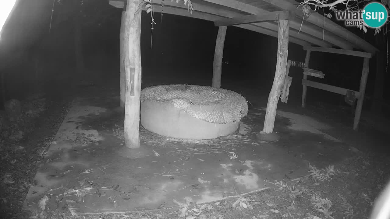 Live webcam Zebras in Ljubljana ZOO – Slovenia