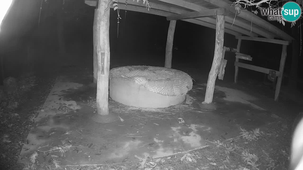 Web kamera uživo Zebras u ZOO Ljubljana – Slovenija