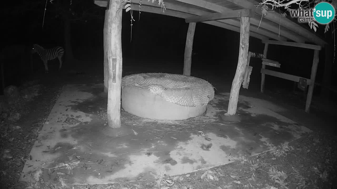 Live webcam Les zèbres in Ljubljana ZOO – Slovénie