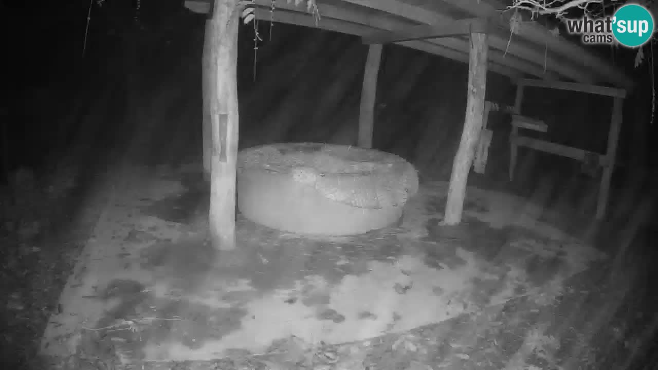 Live webcam Les zèbres in Ljubljana ZOO – Slovénie