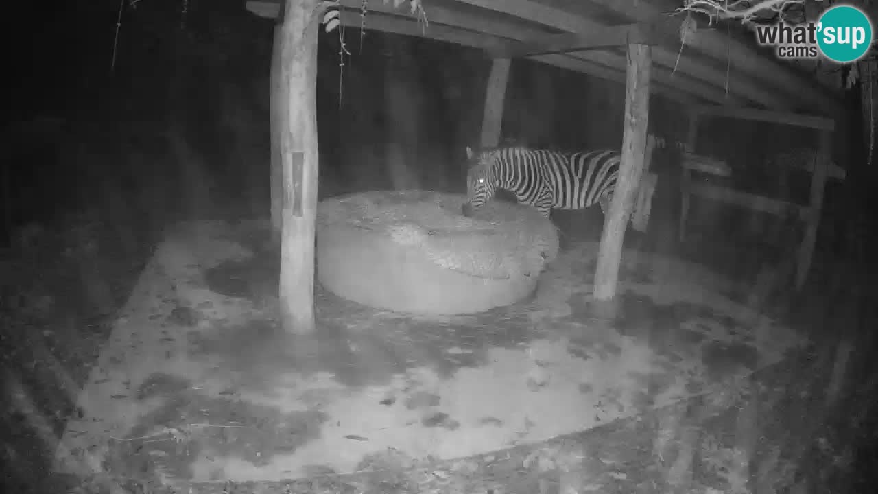 Live webcam Les zèbres in Ljubljana ZOO – Slovénie