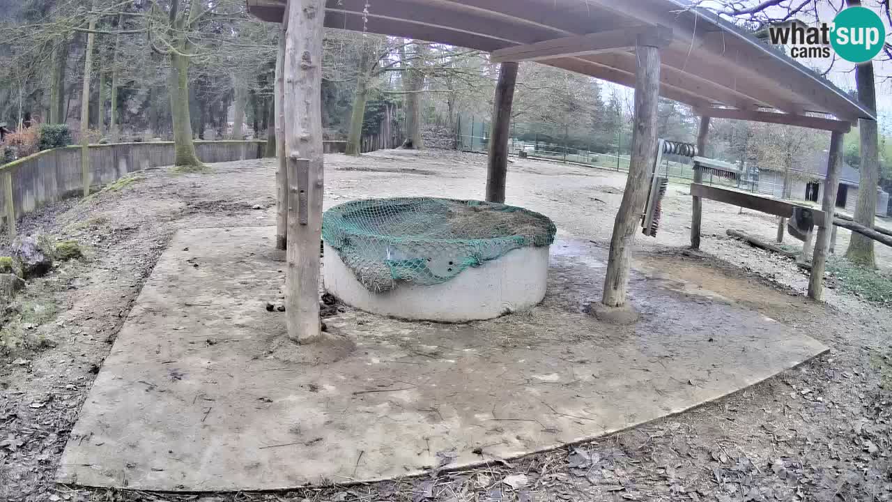 Zebre v živo v živalskem vrtu Ljubljana ZOO spletne kamere