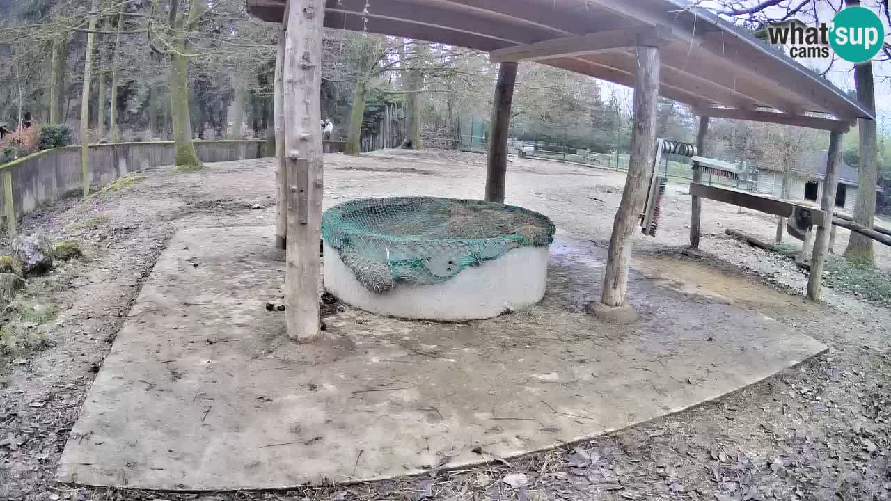 Zebre v živo v živalskem vrtu Ljubljana ZOO spletne kamere