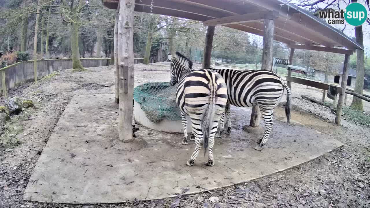 Zebre v živo v živalskem vrtu Ljubljana ZOO spletne kamere