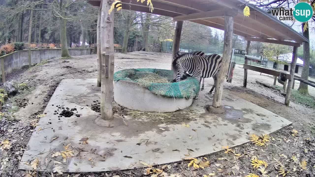 Live Webcam Zebras in Ljubljana ZOO – Slowenien