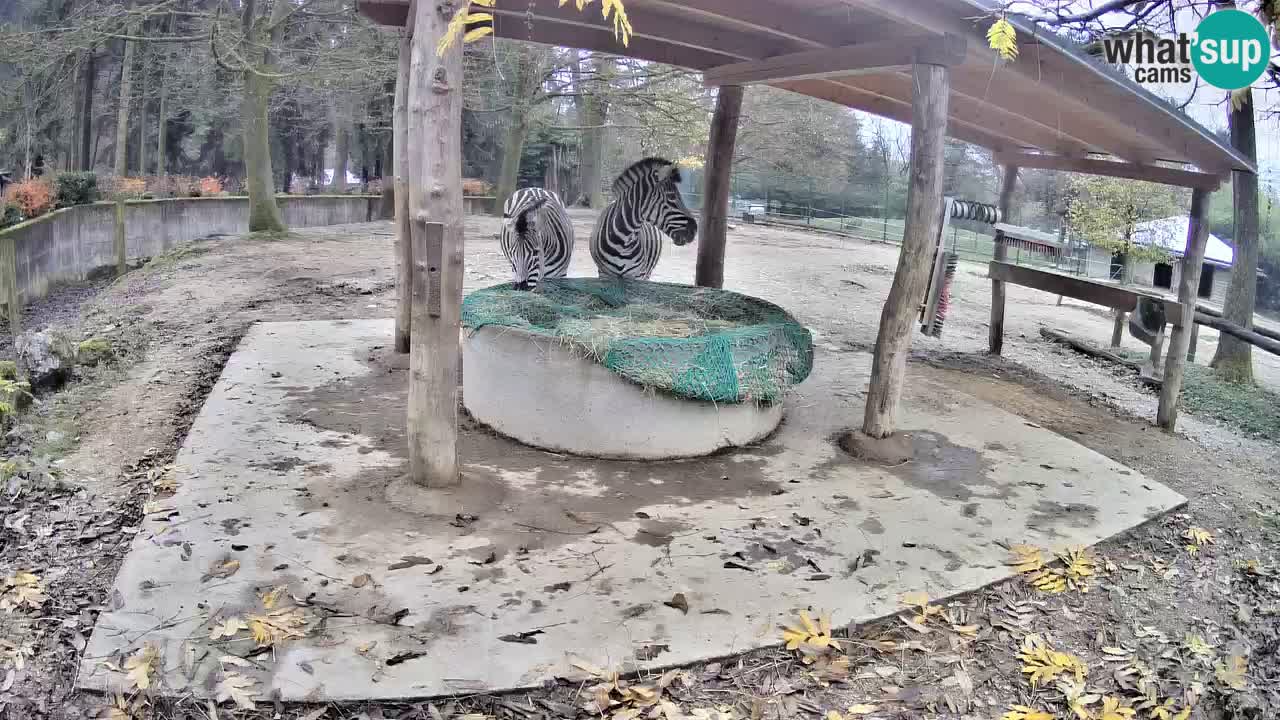 Live webcam Les zèbres in Ljubljana ZOO – Slovénie