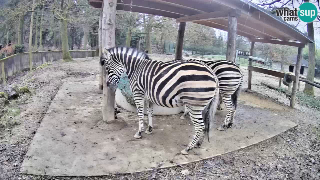 Camera en vivo Cebras in Ljubljana ZOO – Eslovenia