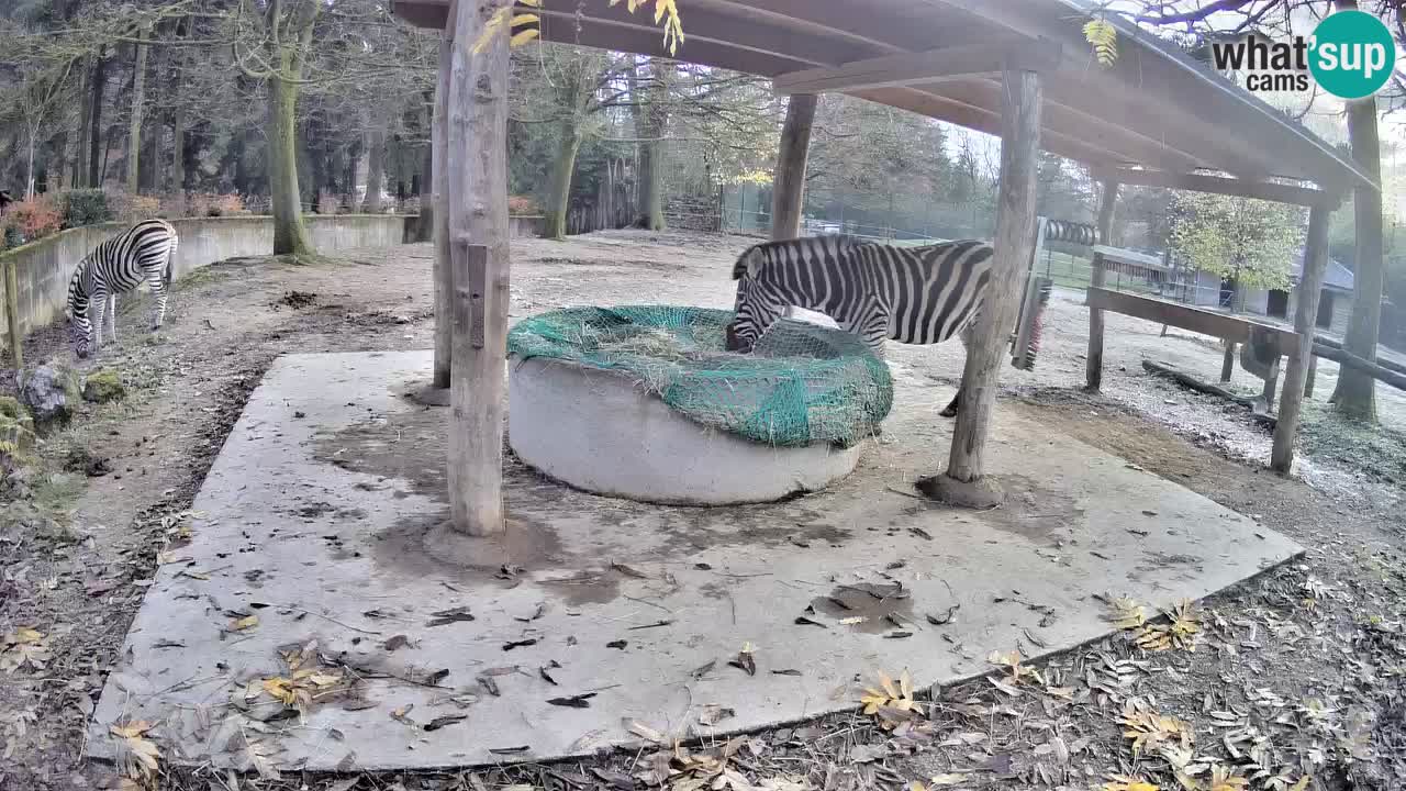Camera en vivo Cebras in Ljubljana ZOO – Eslovenia