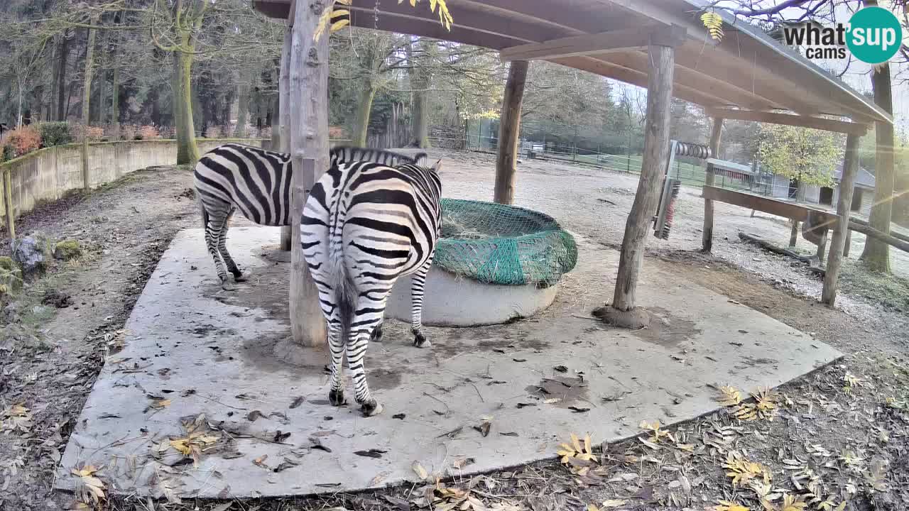 Web kamera uživo Zebras u ZOO Ljubljana – Slovenija