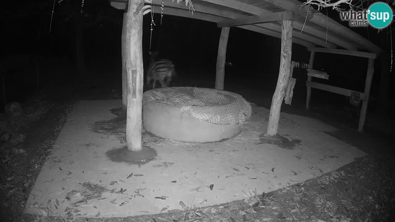 Camera en vivo Cebras in Ljubljana ZOO – Eslovenia