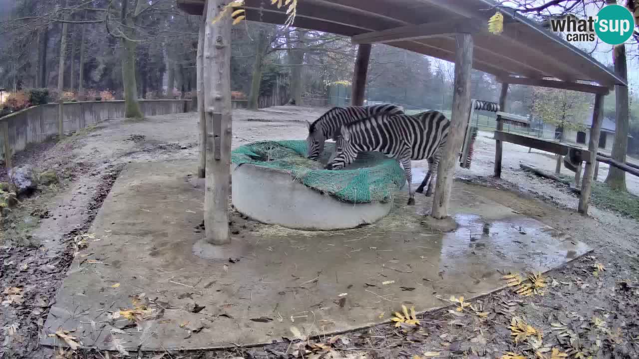 Le Zebre nello ZOO di Ljubljana – Slovenia Live webcam