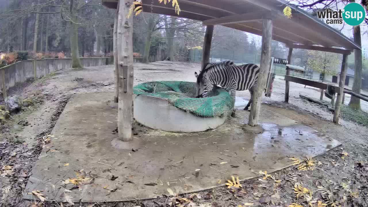 Live webcam Zebras in Ljubljana ZOO – Slovenia