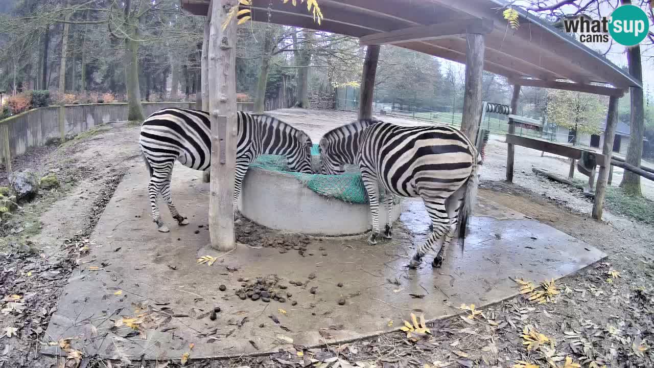 Web kamera uživo Zebras u ZOO Ljubljana – Slovenija