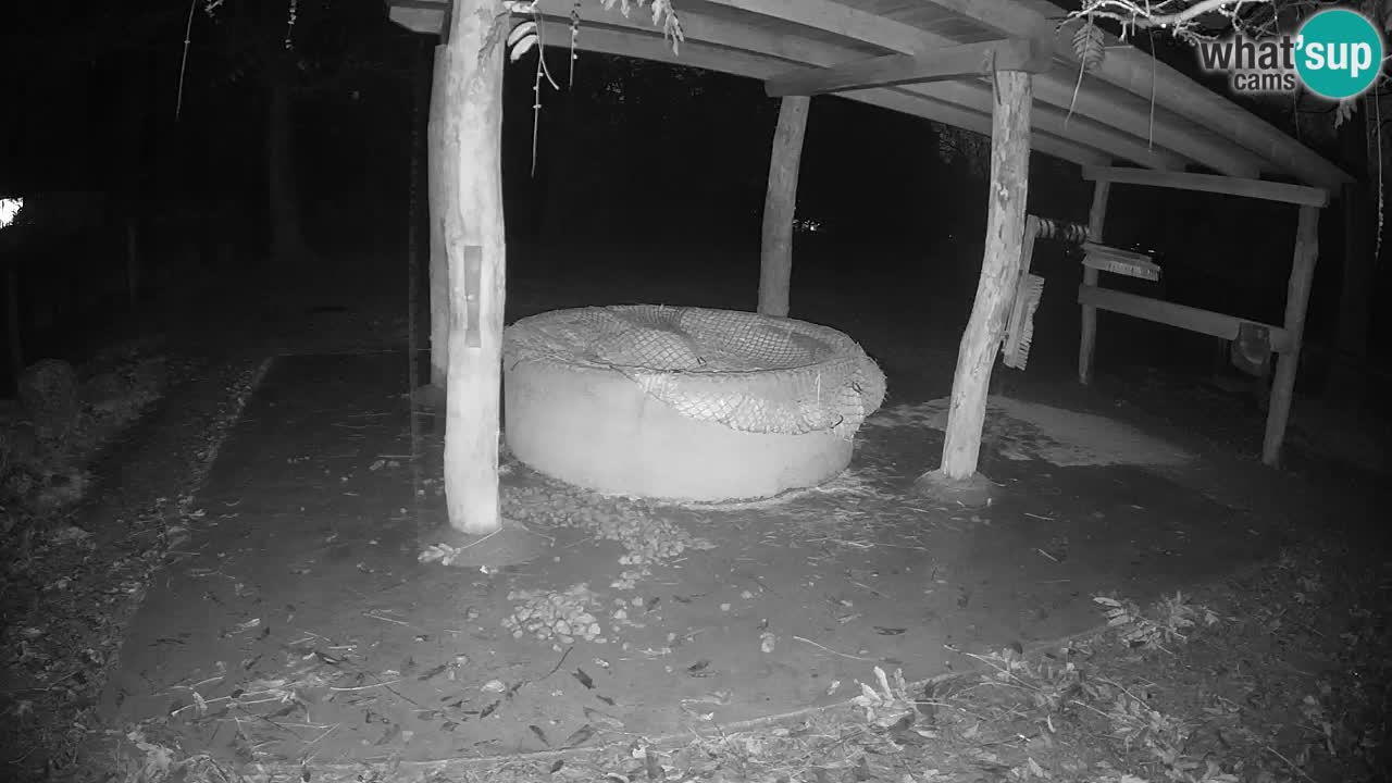 Live webcam Zebras in Ljubljana ZOO – Slovenia