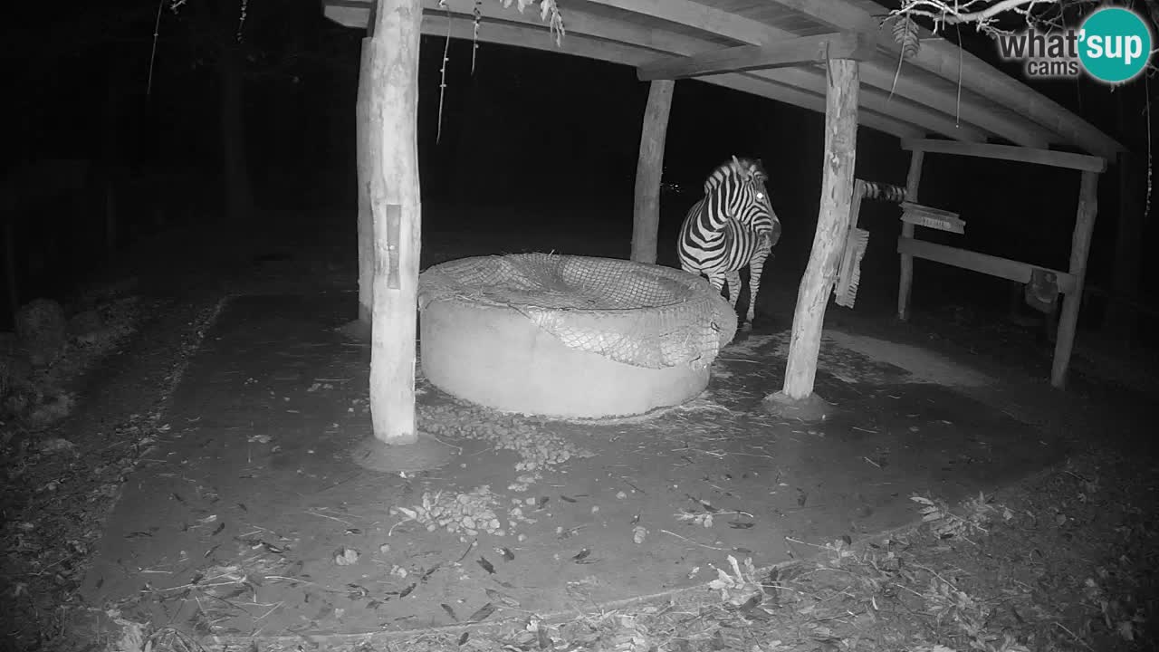Web kamera uživo Zebras u ZOO Ljubljana – Slovenija
