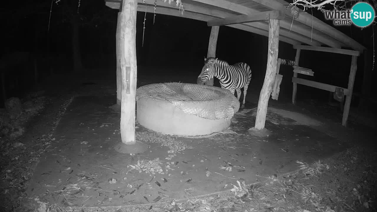 Live webcam Les zèbres in Ljubljana ZOO – Slovénie
