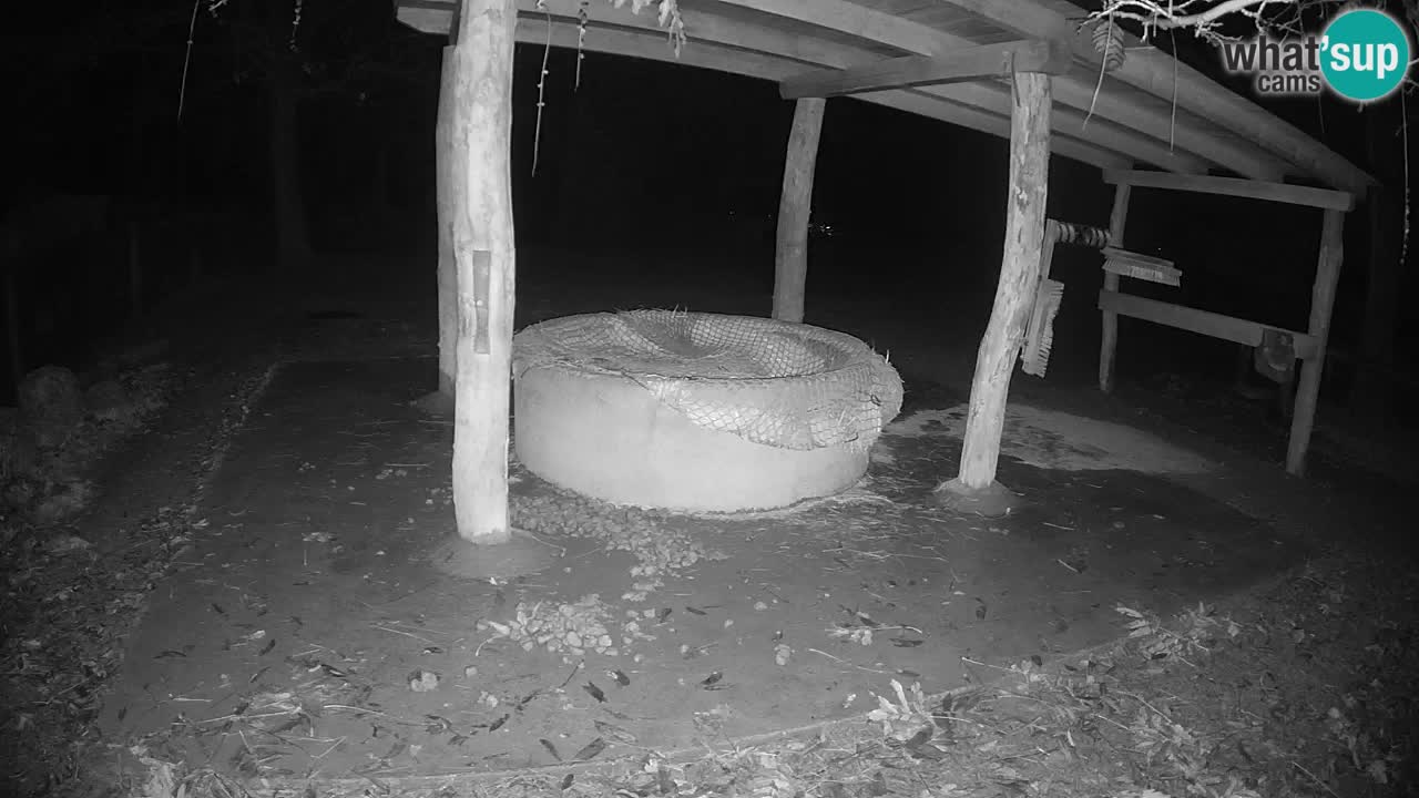 Live webcam Zebras in Ljubljana ZOO – Slovenia