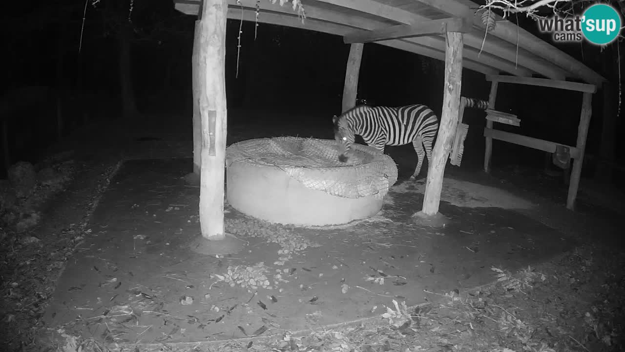 Live Webcam Zebras in Ljubljana ZOO – Slowenien