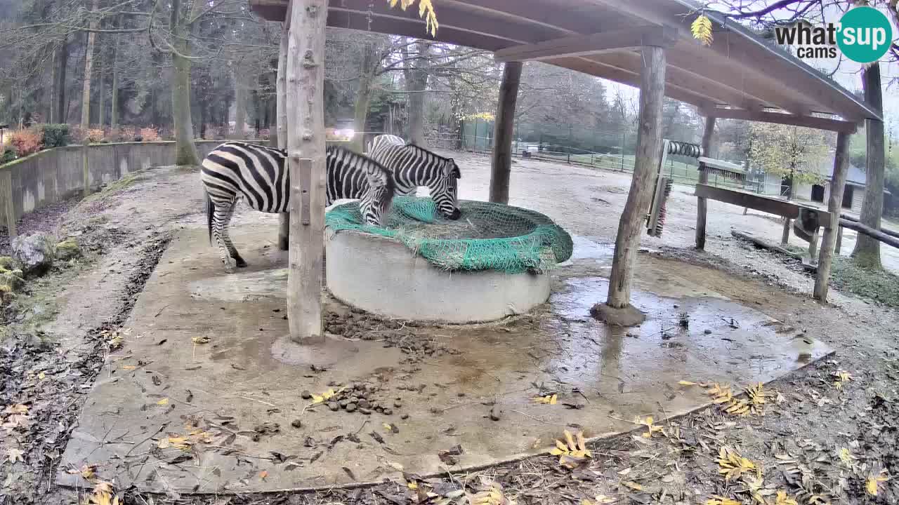 Le Zebre nello ZOO di Ljubljana – Slovenia Live webcam