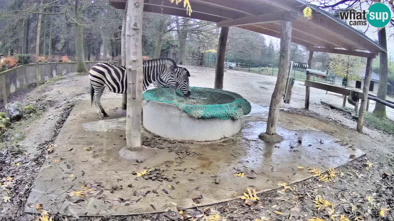 Zebre v živo v živalskem vrtu Ljubljana ZOO spletne kamere