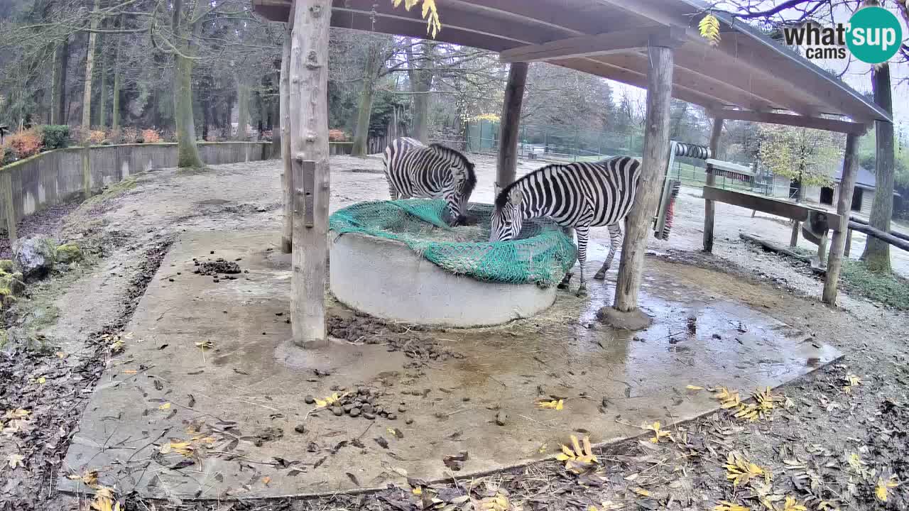 Camera en vivo Cebras in Ljubljana ZOO – Eslovenia