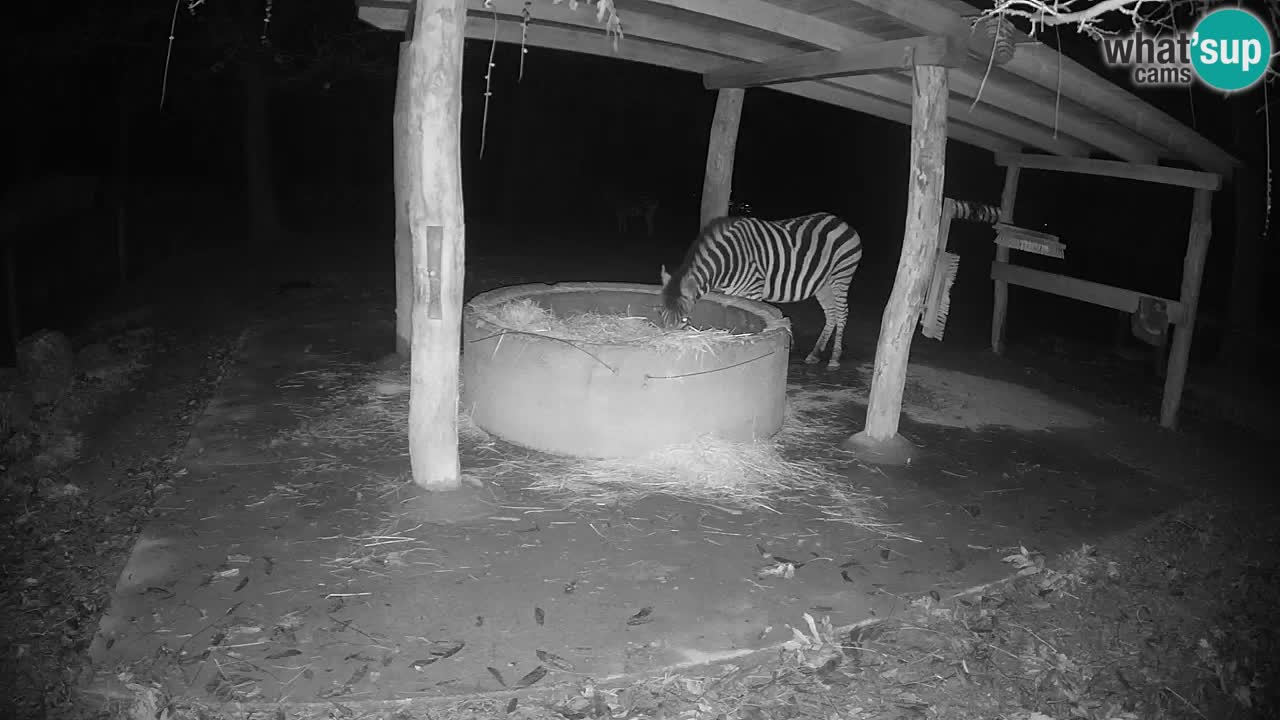 Camera en vivo Cebras in Ljubljana ZOO – Eslovenia