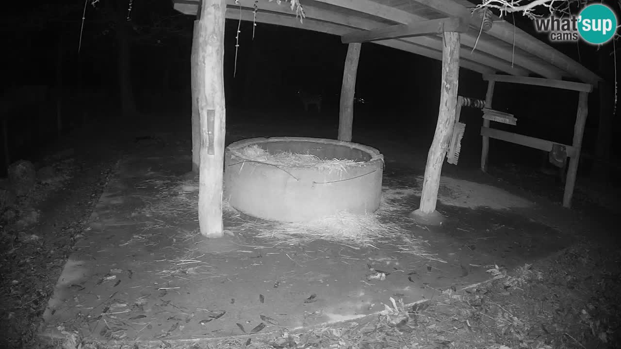 Web kamera uživo Zebras u ZOO Ljubljana – Slovenija