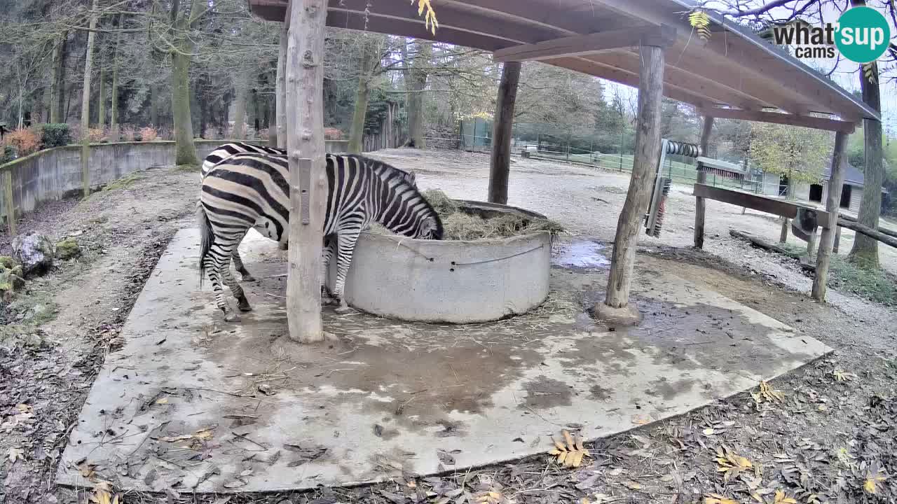 Web kamera uživo Zebras u ZOO Ljubljana – Slovenija