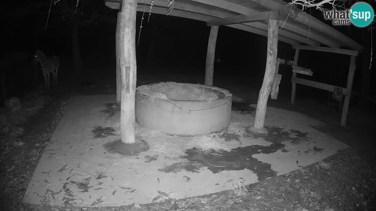 Le Zebre nello ZOO di Ljubljana – Slovenia Live webcam