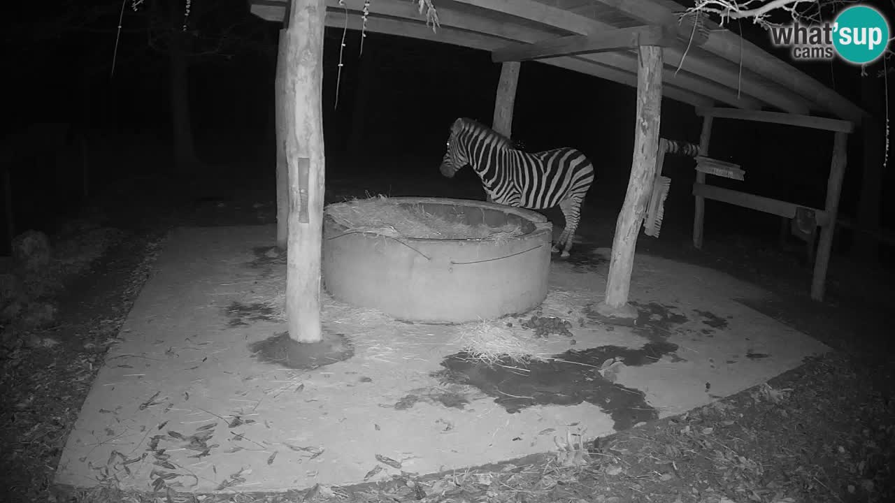 Camera en vivo Cebras in Ljubljana ZOO – Eslovenia