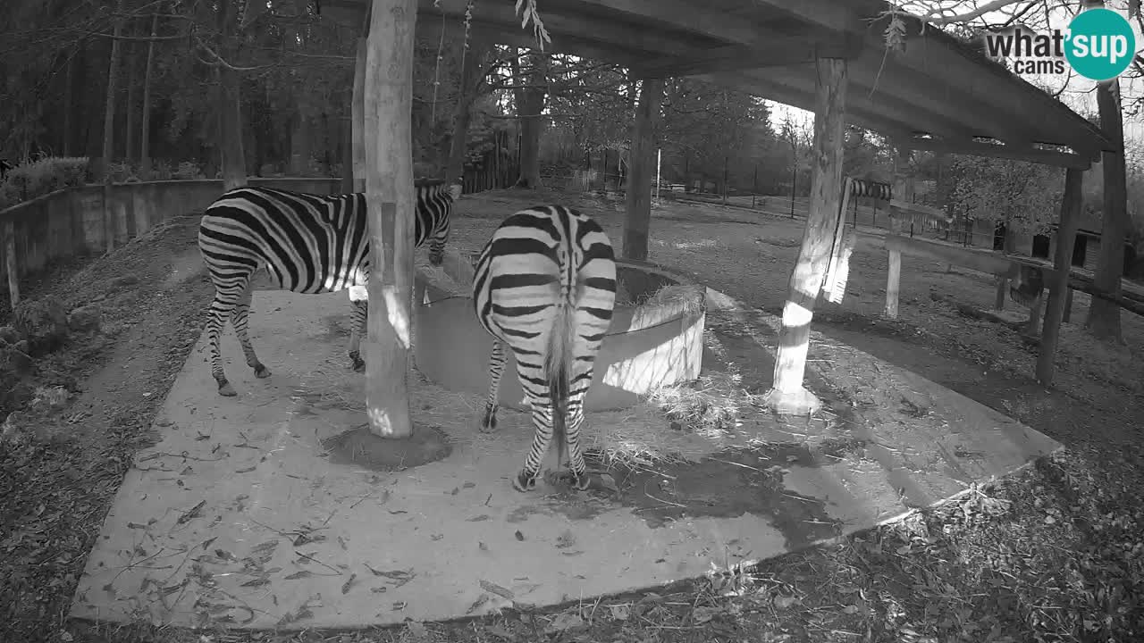 Live Webcam Zebras in Ljubljana ZOO – Slowenien