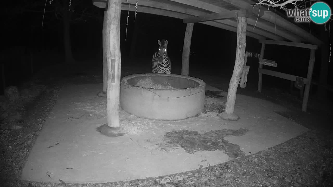 Live Webcam Zebras in Ljubljana ZOO – Slowenien