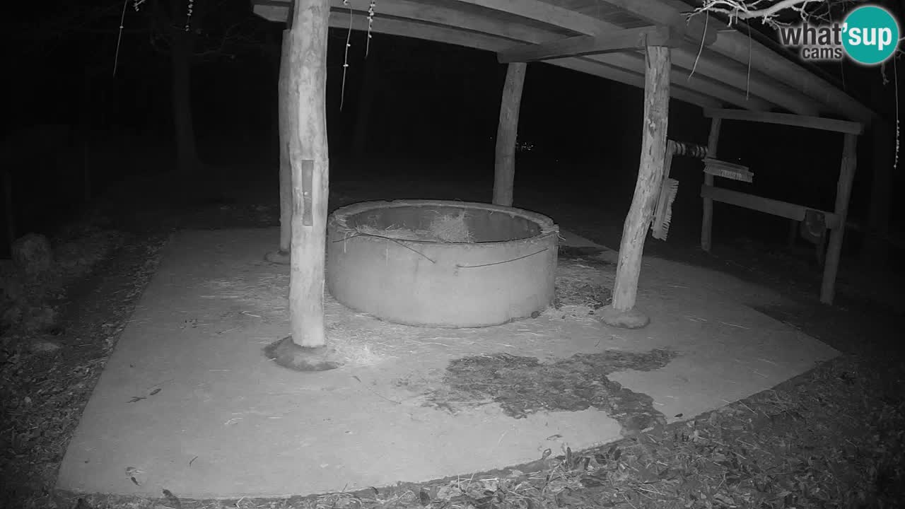 Live Webcam Zebras in Ljubljana ZOO – Slowenien