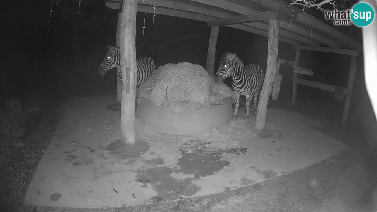 Le Zebre nello ZOO di Ljubljana – Slovenia Live webcam