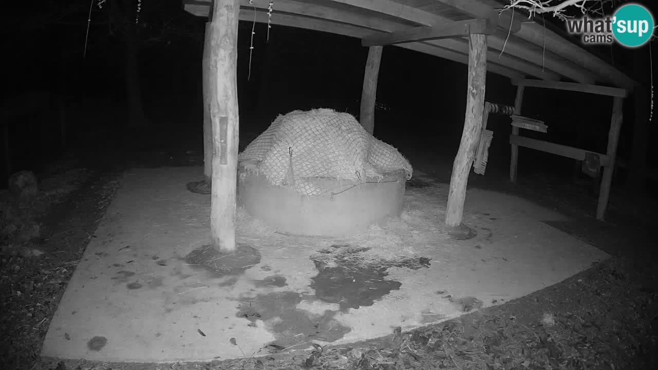 Web kamera uživo Zebras u ZOO Ljubljana – Slovenija