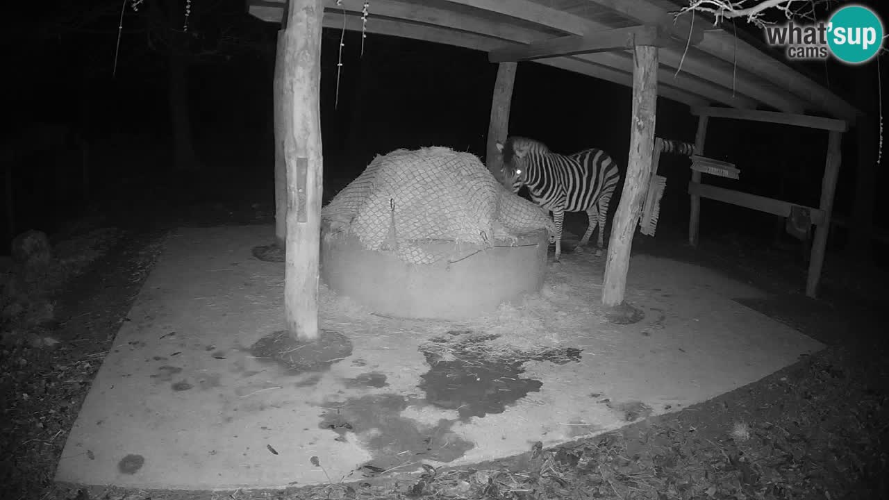 Camera en vivo Cebras in Ljubljana ZOO – Eslovenia