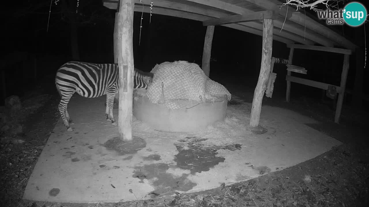 Web kamera uživo Zebras u ZOO Ljubljana – Slovenija