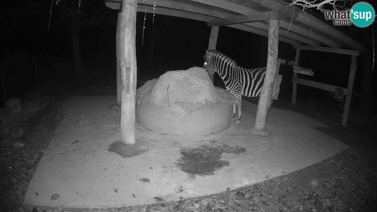 Live webcam Zebras in Ljubljana ZOO – Slovenia