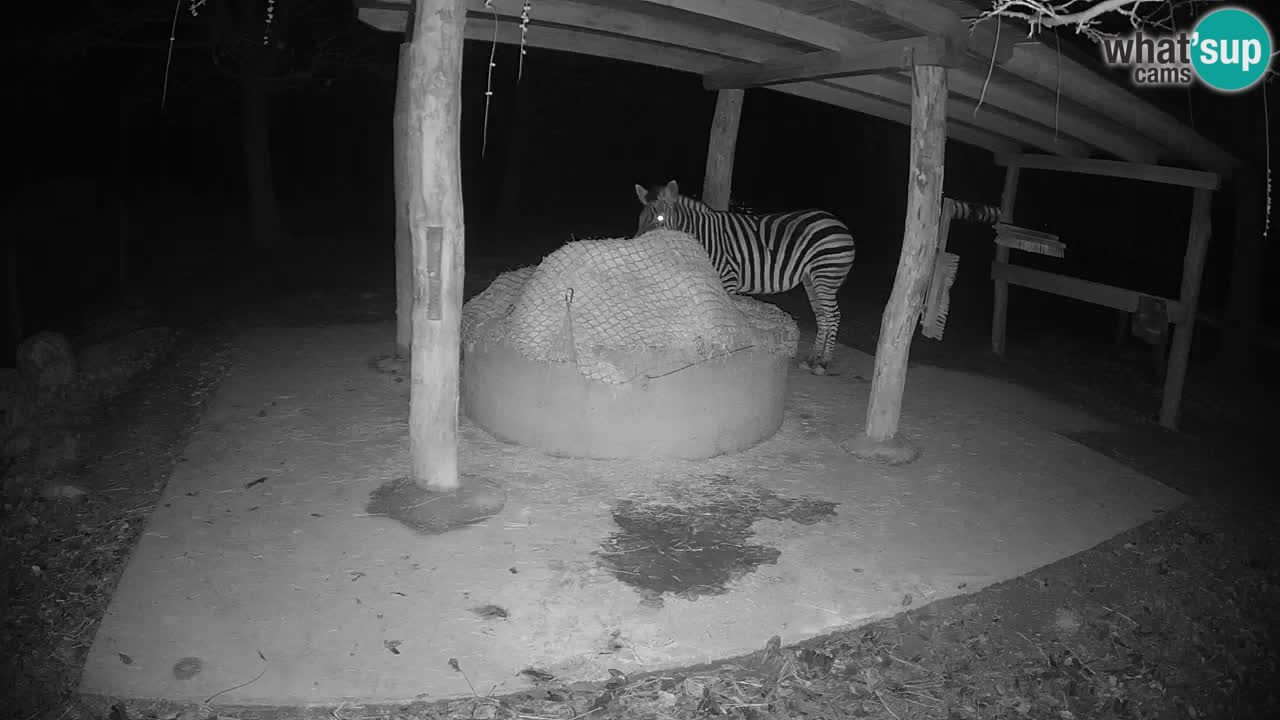 Live webcam Zebras in Ljubljana ZOO – Slovenia