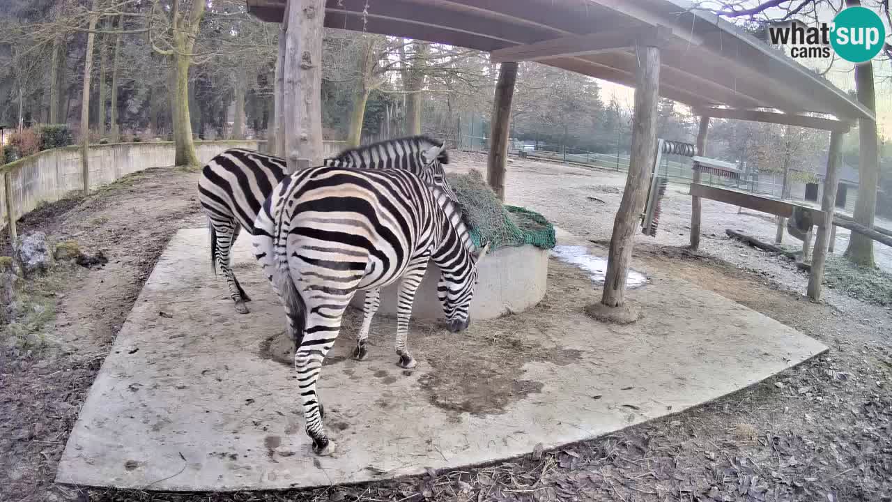 Live webcam Zebras in Ljubljana ZOO – Slovenia