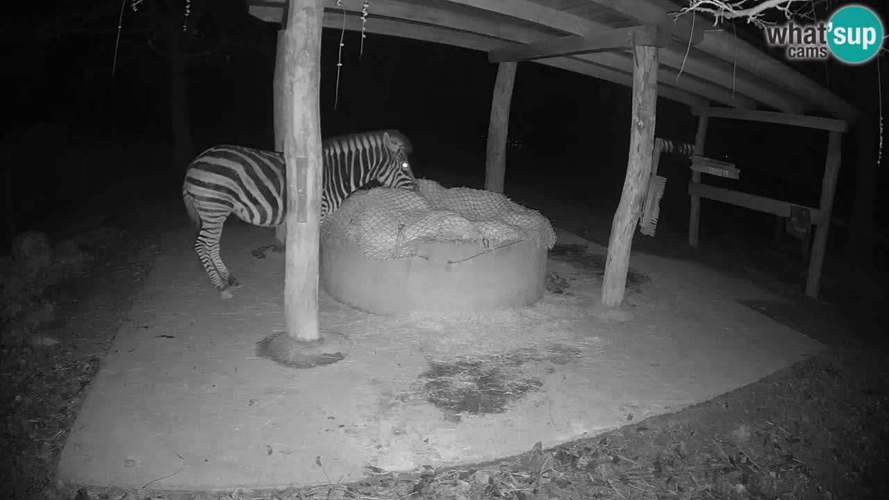 Web kamera uživo Zebras u ZOO Ljubljana – Slovenija
