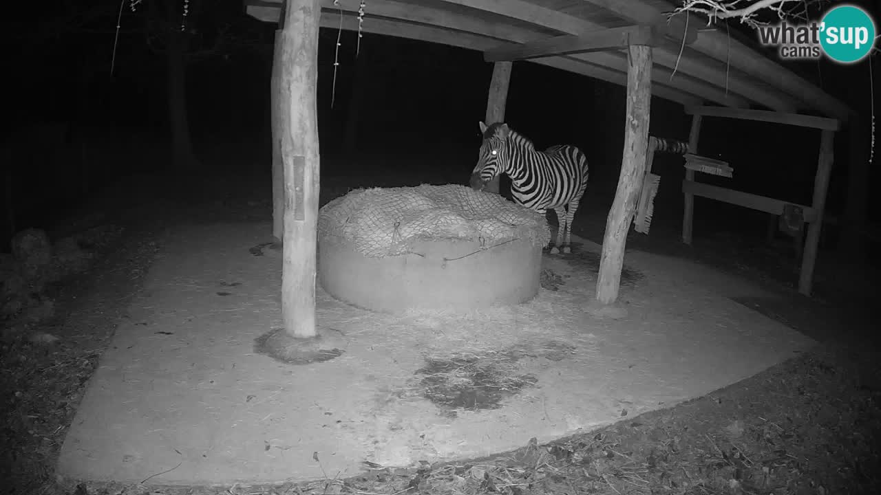 Web kamera uživo Zebras u ZOO Ljubljana – Slovenija
