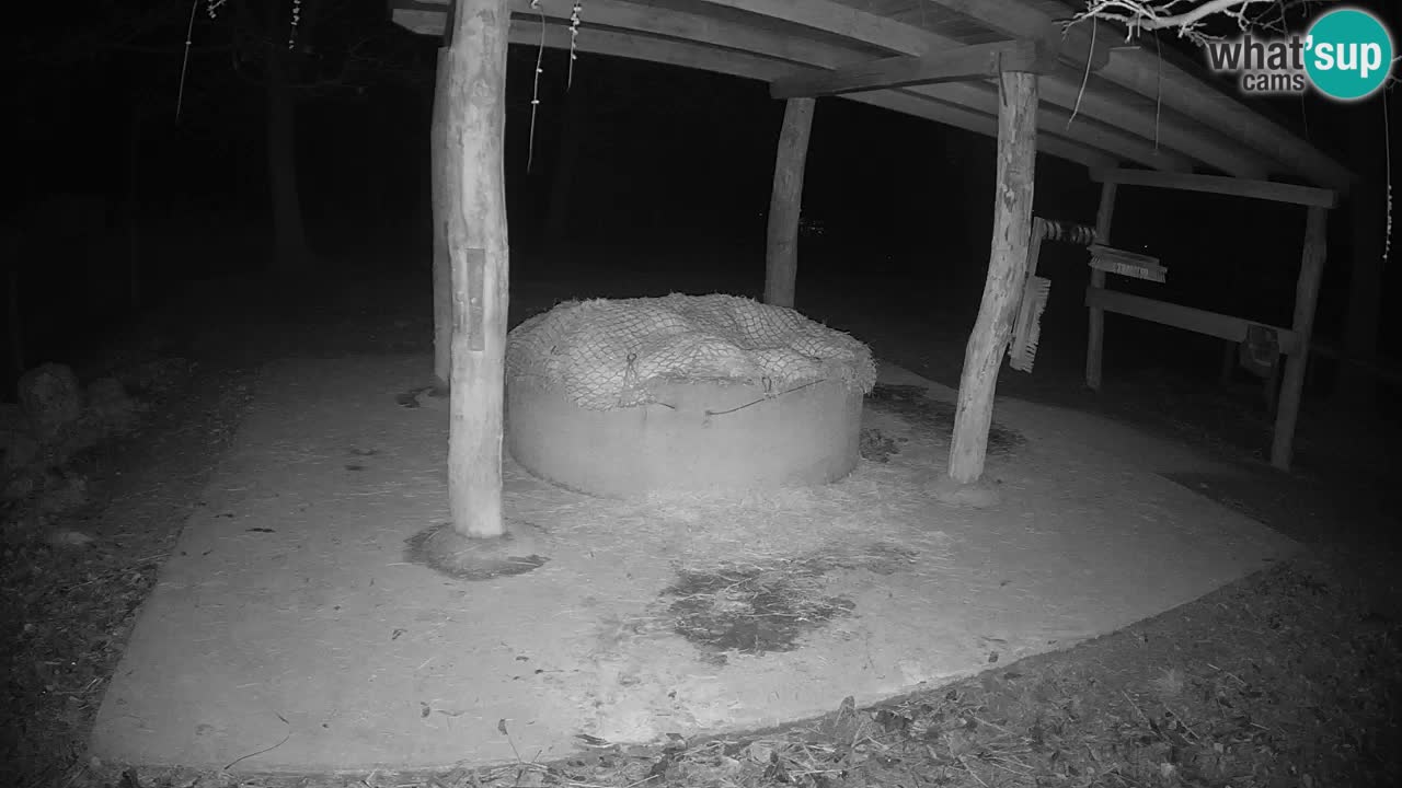 Zebre v živo v živalskem vrtu Ljubljana ZOO spletne kamere