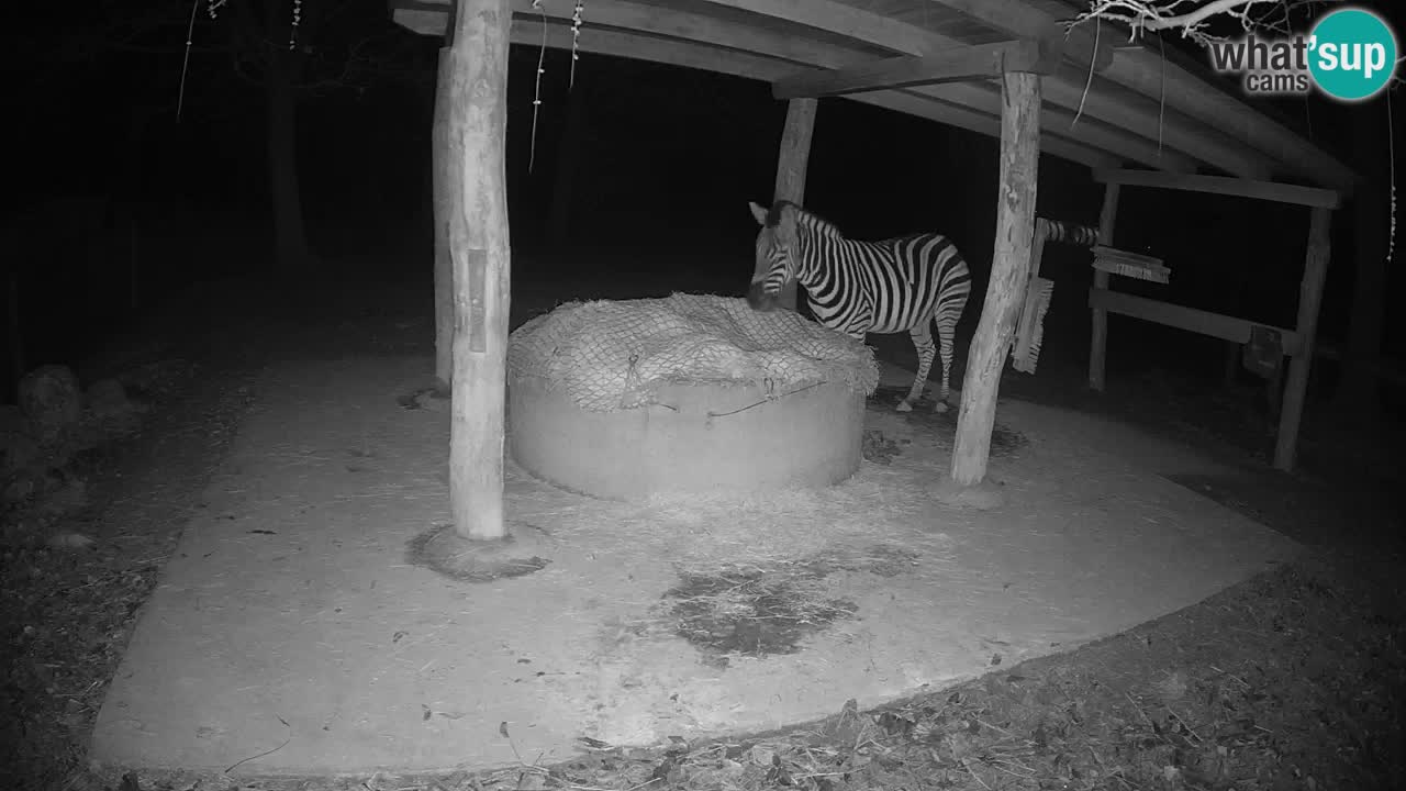 Live webcam Les zèbres in Ljubljana ZOO – Slovénie