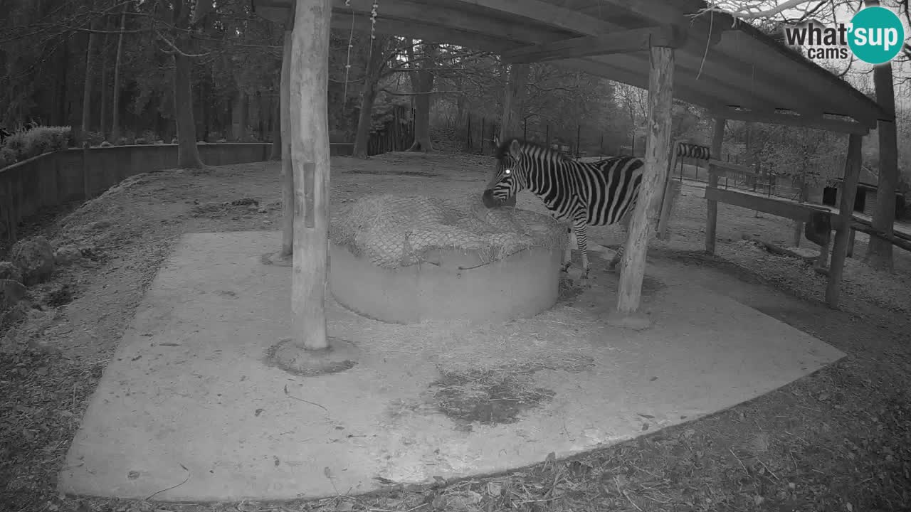 Web kamera uživo Zebras u ZOO Ljubljana – Slovenija